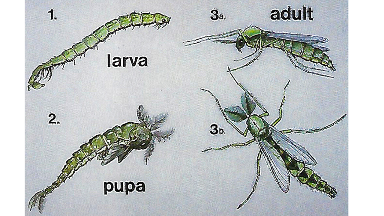 LIFE CYCLE OF A MIDGE